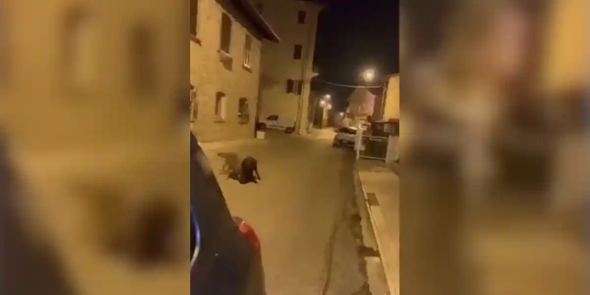 [Vidéo] Un loup attrape un sanglier en pleine ville