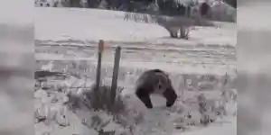 ours saute à travers les barbelés