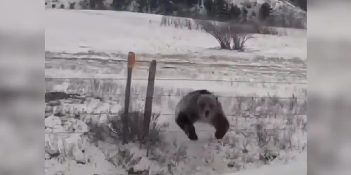 [Vidéo] Un ours fait un bond impressionnant entre les barbelés pour défendre ses petits