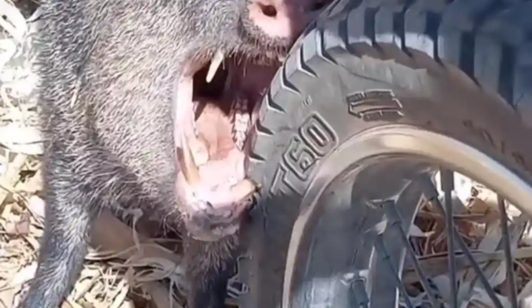 [Vidéo] Un pécari se coince une dent dans un pneu