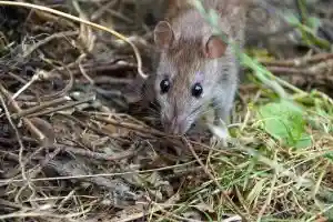 Leptospirose rat à Lyon