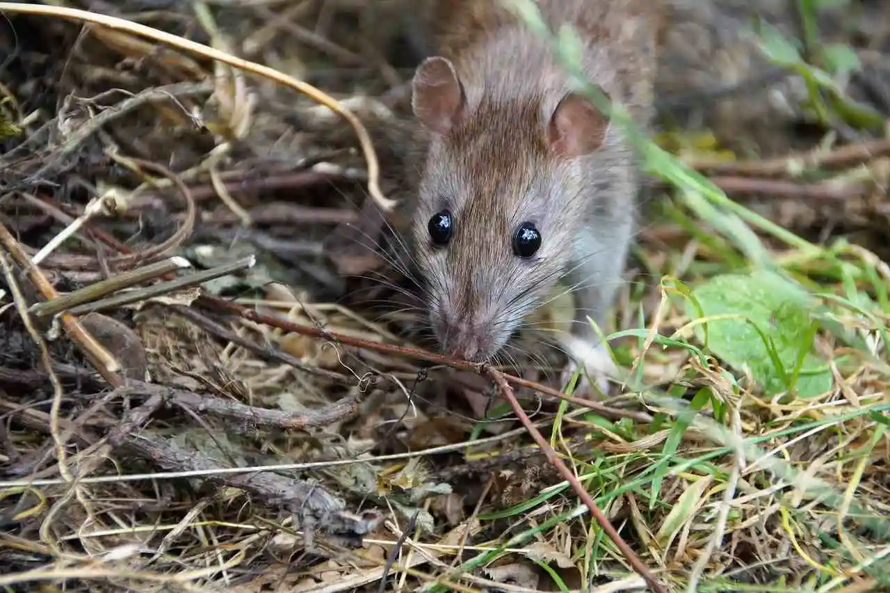 Une étude scientifique révèle que 26% des rats des parcs de Lyon sont porteurs de la leptospirose