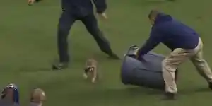 [Vidéo] Un raton laveur sème le trouble sur une pelouse en plein match de foot
