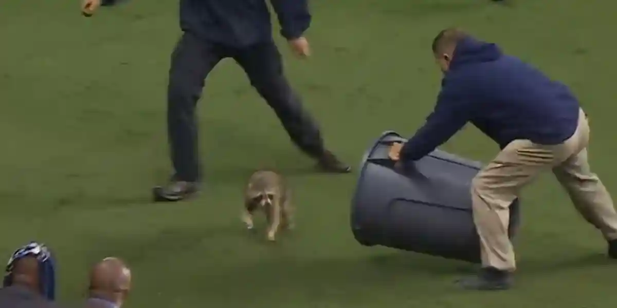 [Vidéo] Un raton laveur sème le trouble sur une pelouse en plein match de foot