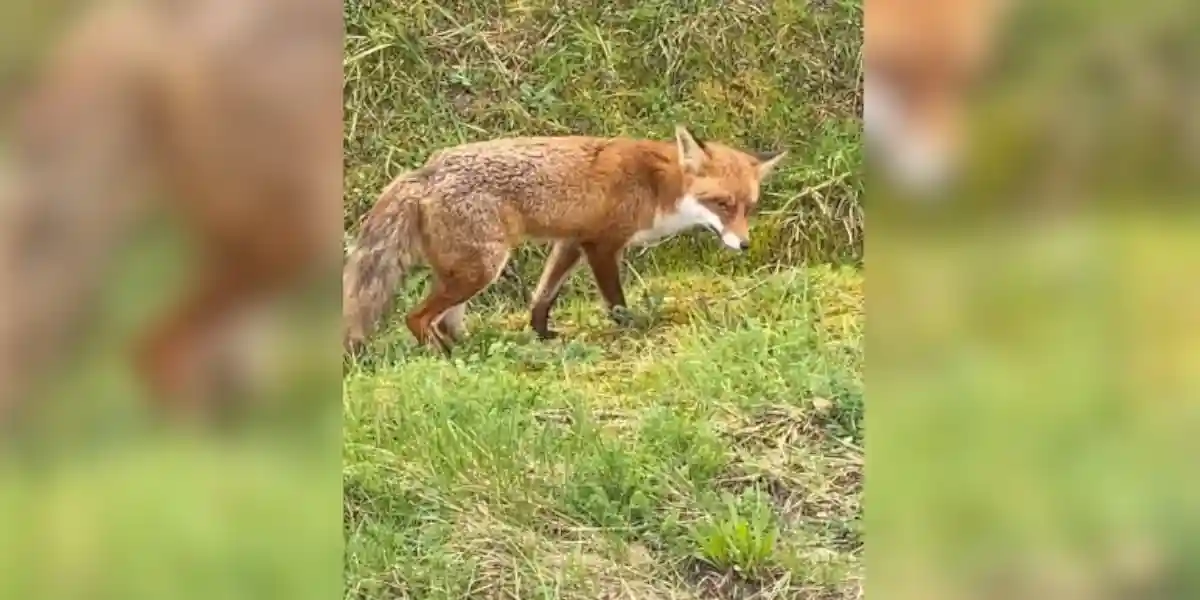 [Vidéo] Un renard adopte un comportement étrange au passage d’une voiture