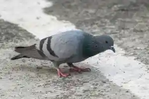 Sarthe : une amende pour les propriétaires qui ne lutteront pas contre les pigeons