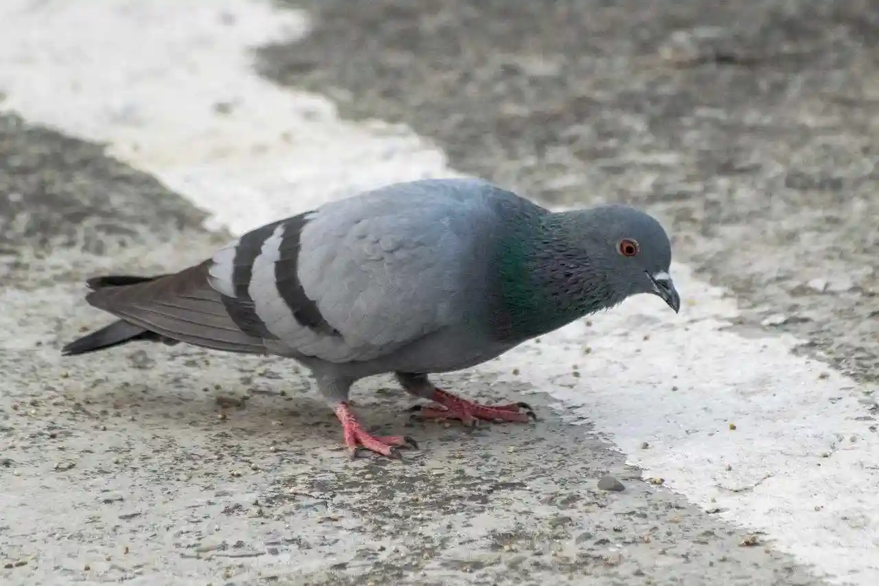 Sarthe : une amende pour les propriétaires qui ne lutteront pas contre les pigeons