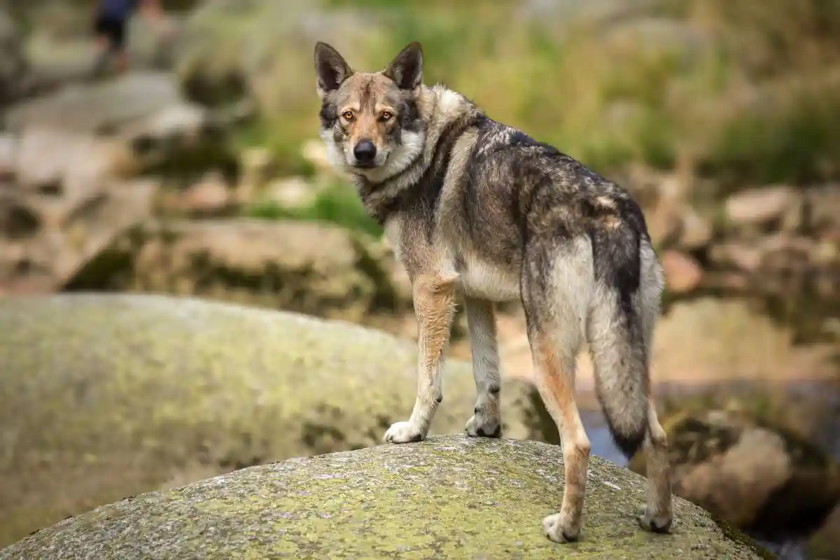 Aveyron : finalement aucun chien n’a été abattu pour défendre les troupeaux
