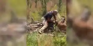 [Vidéo] Un homme saute sur un sanglier cerné par ses chiens