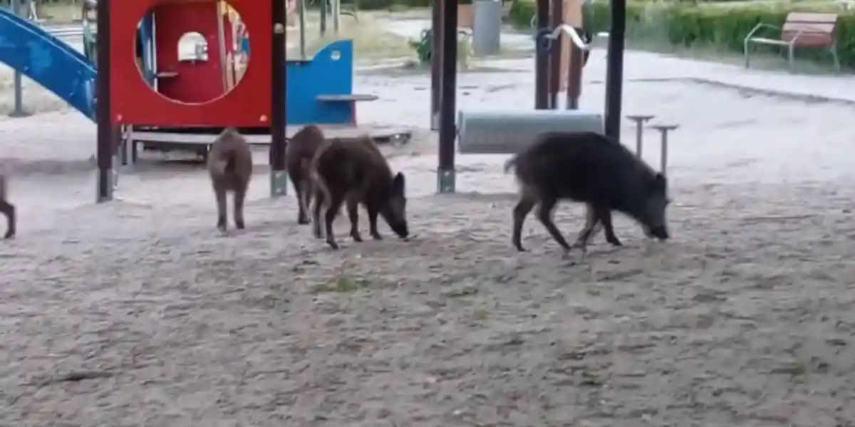 [Vidéo] Une compagnie de sangliers sème la panique dans un parc pour enfants