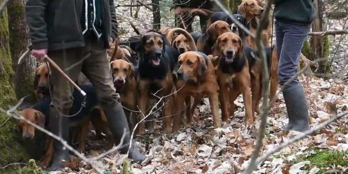 [Vidéo] Sur la voie du renard : une chasse magnifique mais peu connue