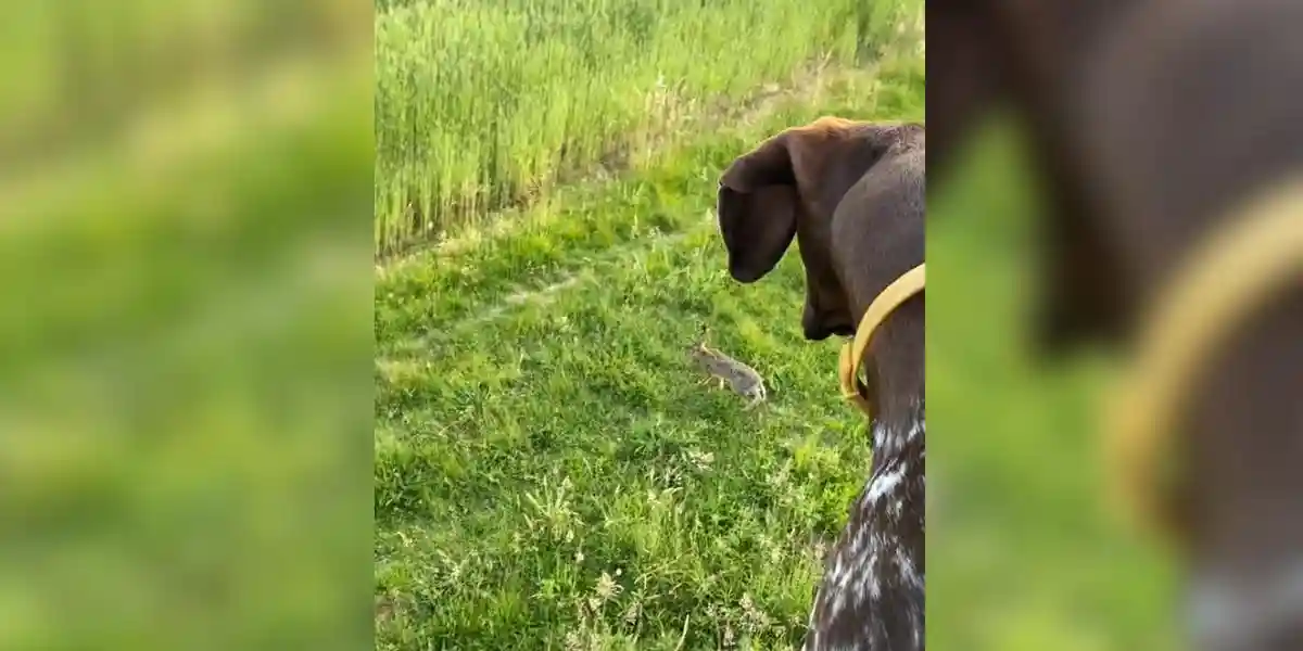 [Vidéo] Quand ton chien de chasse se met à l’arrêt du haut du mirador