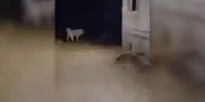 un chien de ferme vs 2 loups