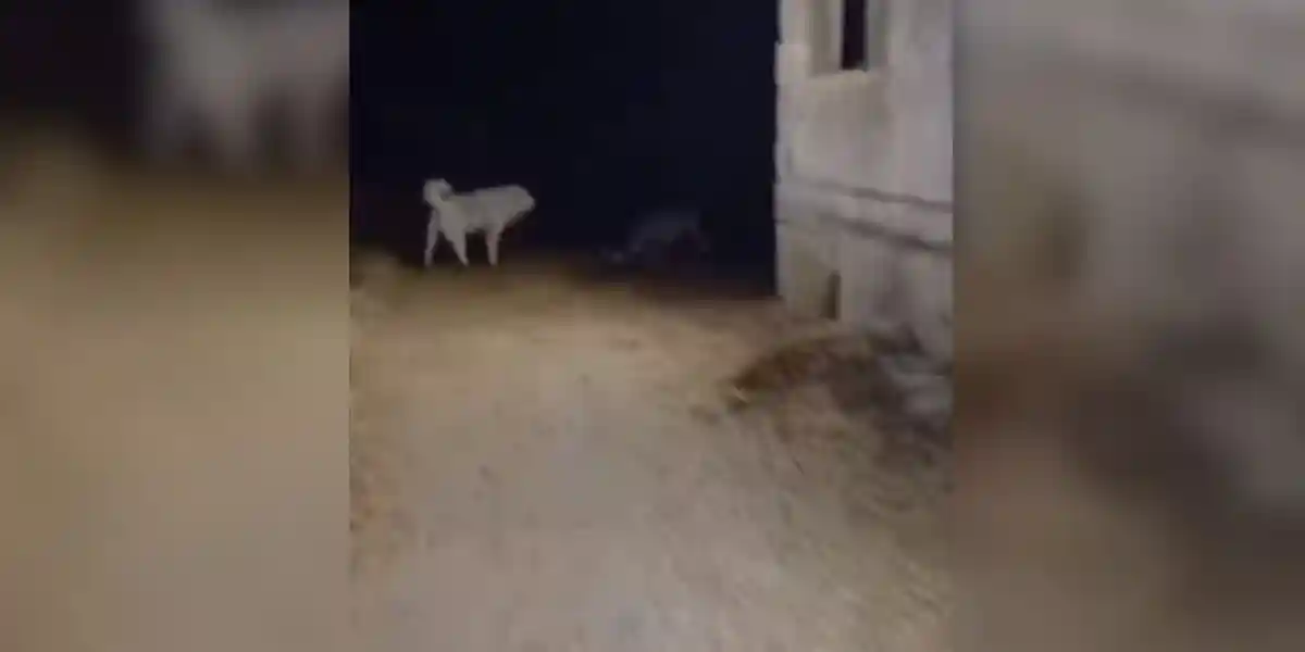 [Vidéo] Un chien aux prises avec deux loups venus attaquer un veau dans une ferme