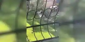 un héron vole des poissons