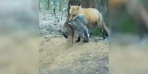 un renard alimente sa portée