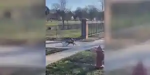 un renard attrape une poule en pleine ville