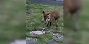 un renard essaie d'emmener un max de poulet