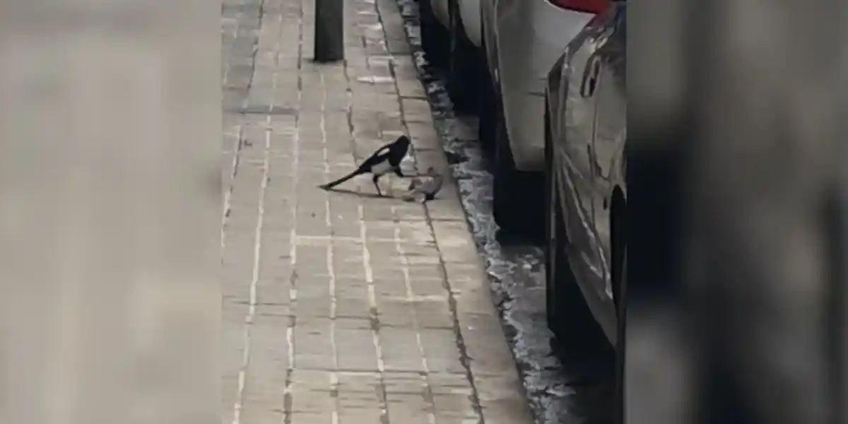 [Vidéo] Une pie attaque une tourterelle en pleine ville