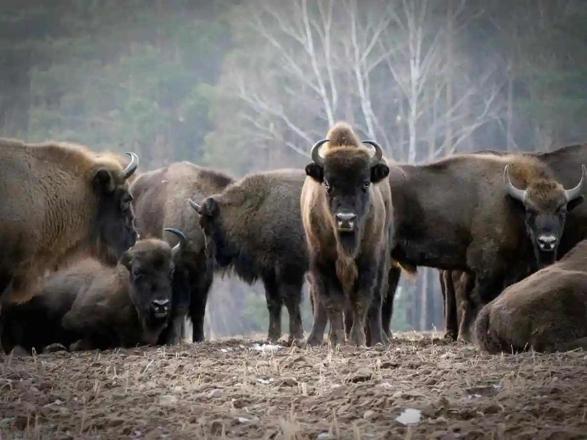 Le bison d’Europe pourrait être réintroduit pour lutter contre le réchauffement climatique
