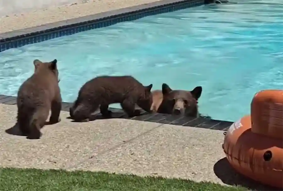 [Vidéo] Une ourse se baigne dans une piscine avec ses 2 oursons