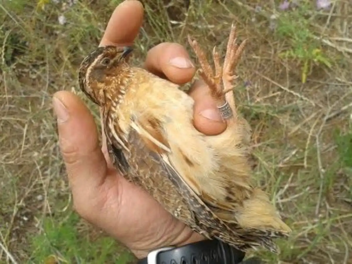 Les Fédérations Départementales des Chasseurs deviennent de véritables productrices de connaissances scientifiques