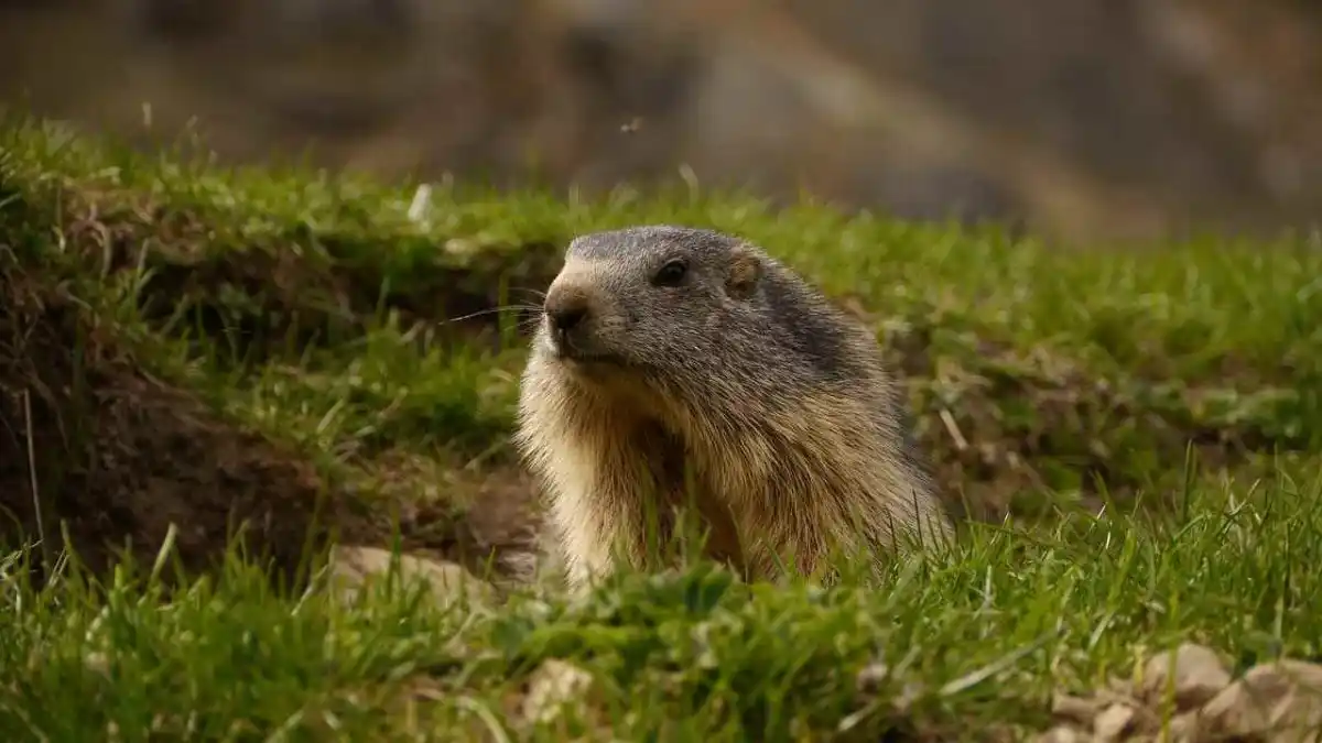 Chasse à la marmotte : CNEWS signe un article aux accents animalistes