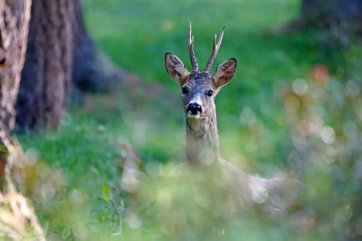 Dans les Landes, les chasseurs sont déjà sur le terrain pour évaluer la situation suite aux incendies