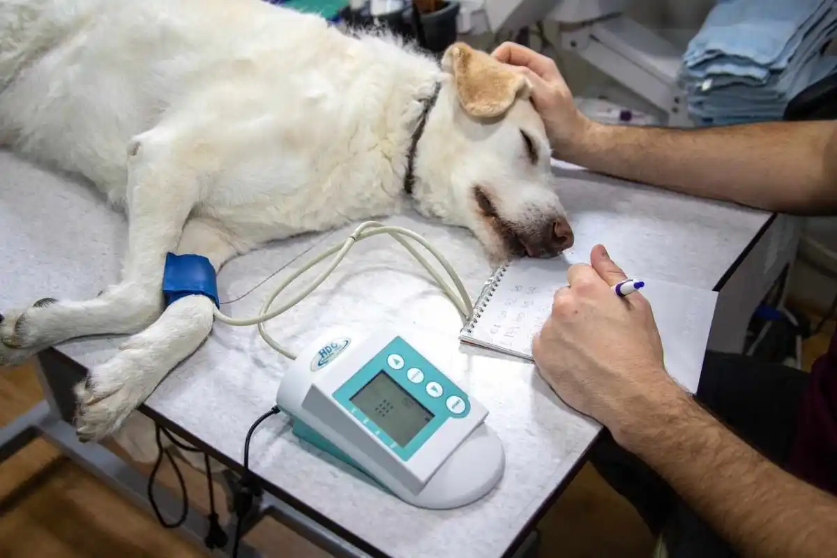 Vaccin contre la maladie d’Aujeszky : la FACCC lance un suivi des effets secondaires chez les chiens de chasse