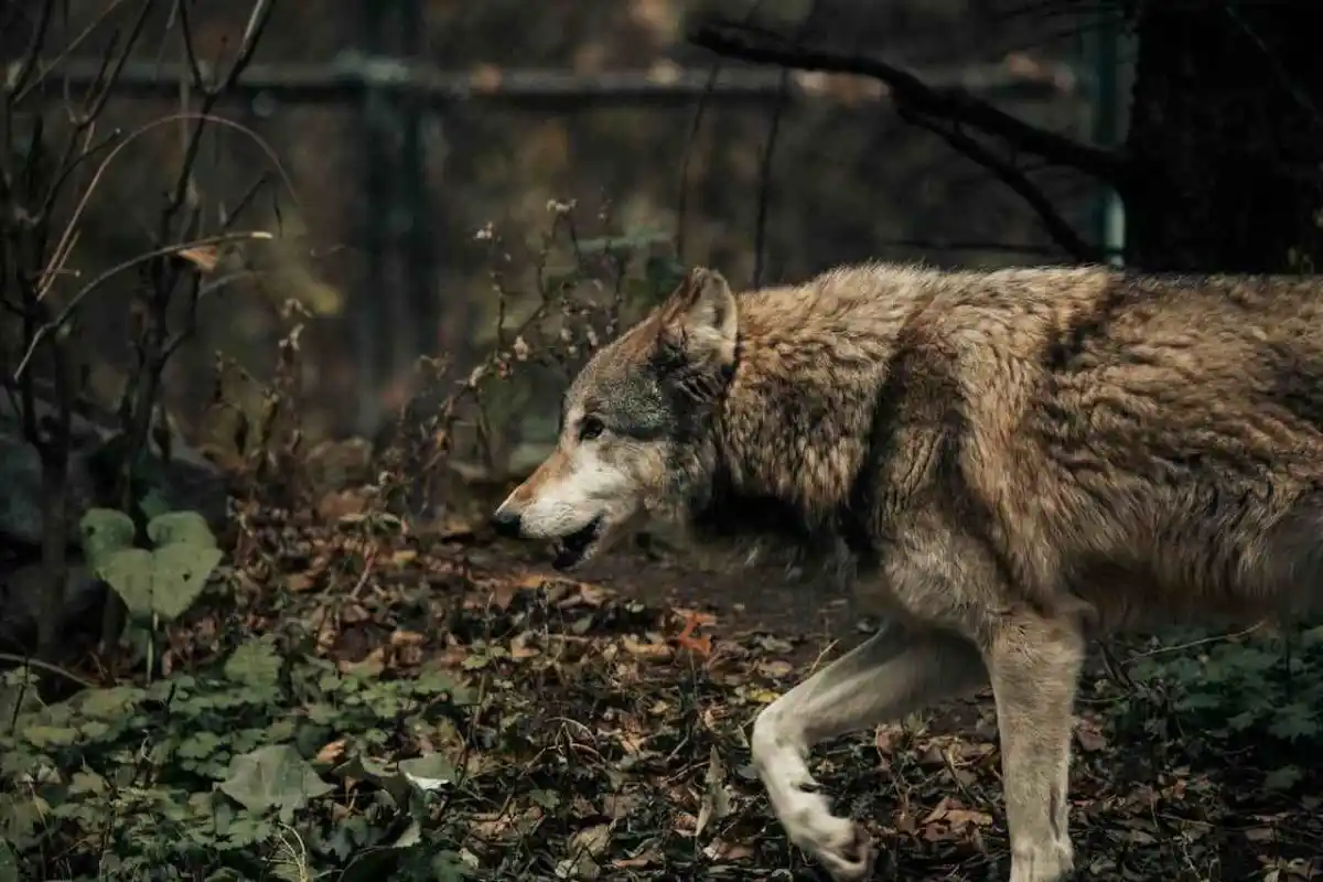 La fake news « Destiny » sur le loup : aucun chien ne s’est sacrifié pour protéger un enfant d’une attaque