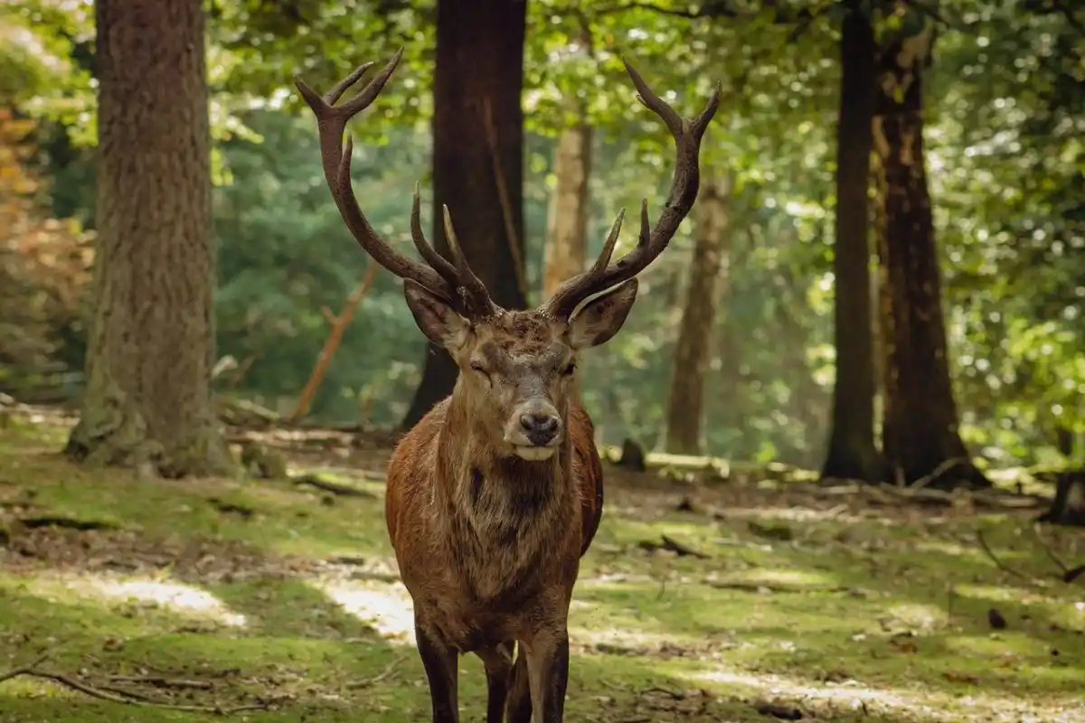 Grande opération de comptage des cerfs du massif de l’Alagnon : près de 800 volontaires mobilisés