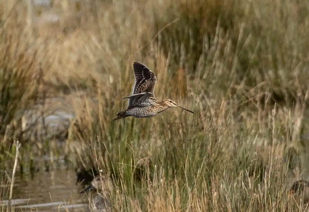 Victoire en justice des chasseurs de Gironde : plusieurs espèces à nouveau chassables sur le Bassin d’Arcachon