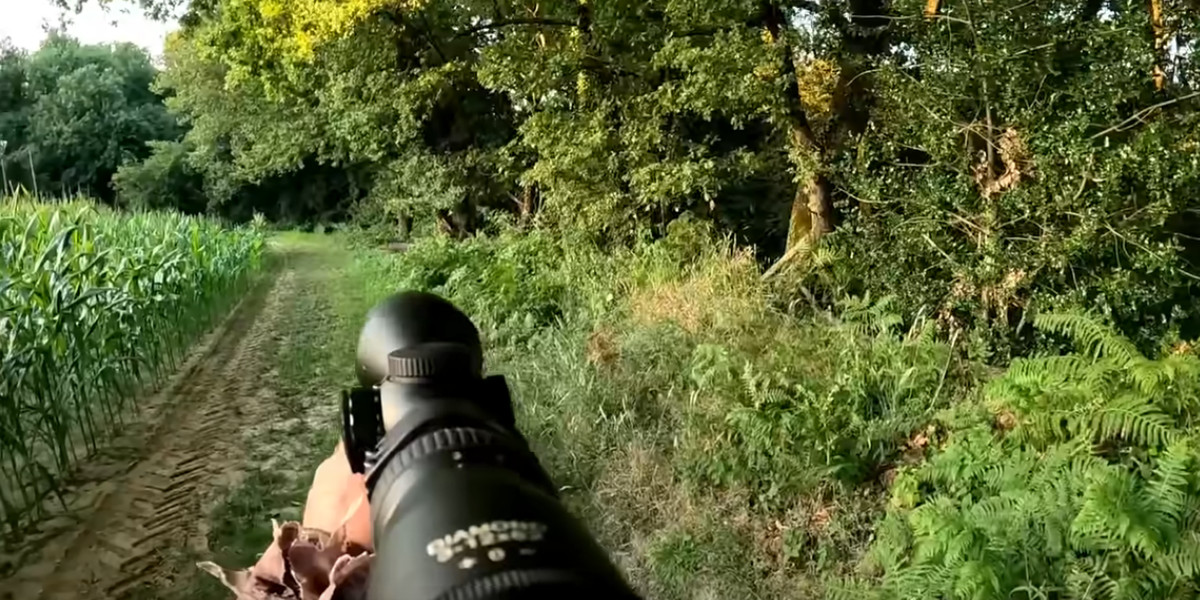 [Vidéo] Scène de chasse aux sangliers à l’approche tendue mais rondement menée