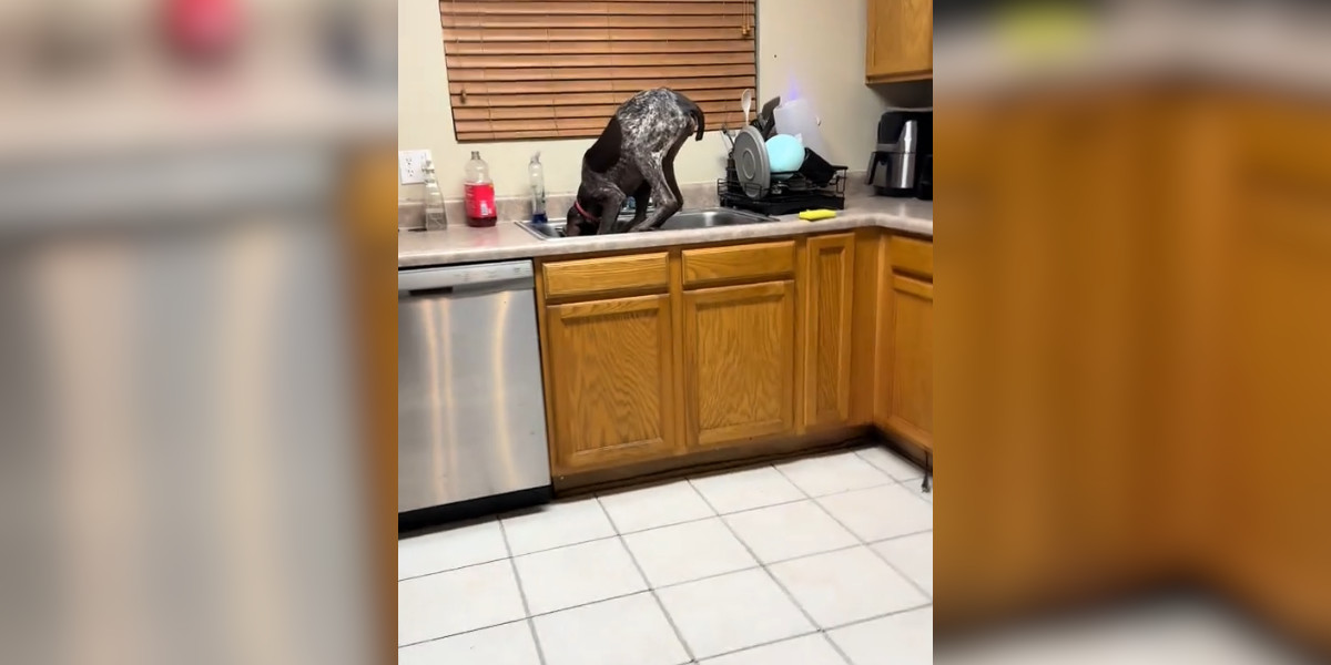 [Vidéo] Quand tu pensais avoir un chien de chasse mais qu’en fait c’est un lave-vaisselle