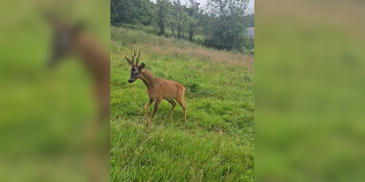 [Vidéo] Un brocard attaque un promeneur et son chien