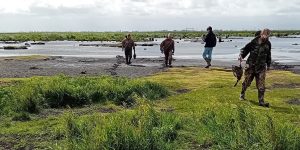 Le marais de Brière se meurt mais les voix des chasseurs s’élèvent pour dénoncer l’urgence de la situation
