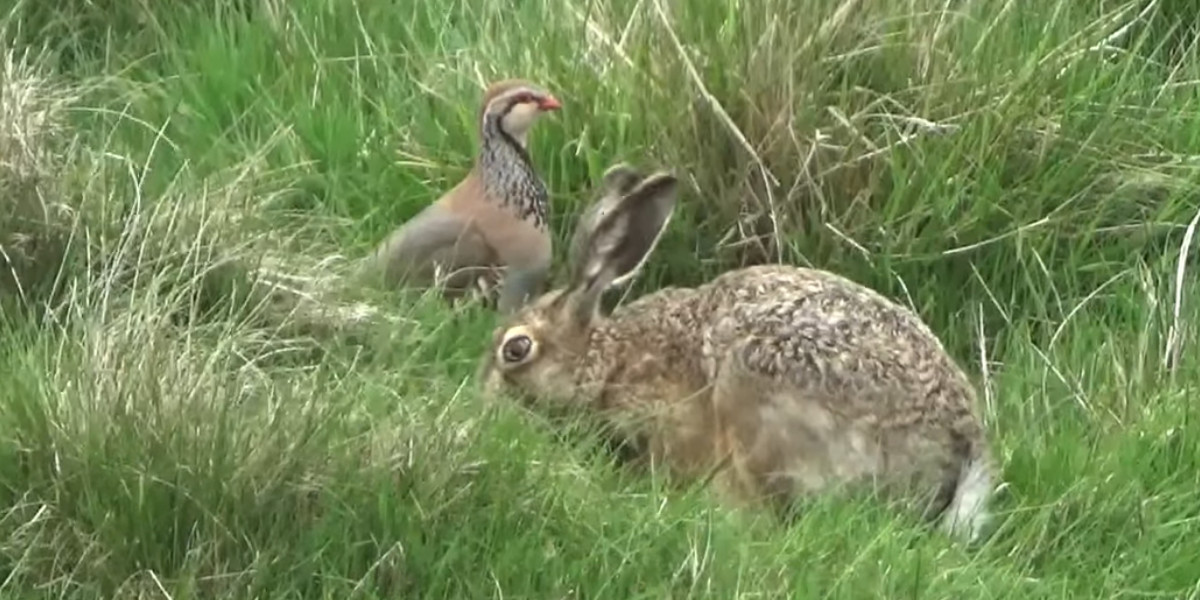 [Vidéo] Scène de voisinage dans la petite faune sauvage