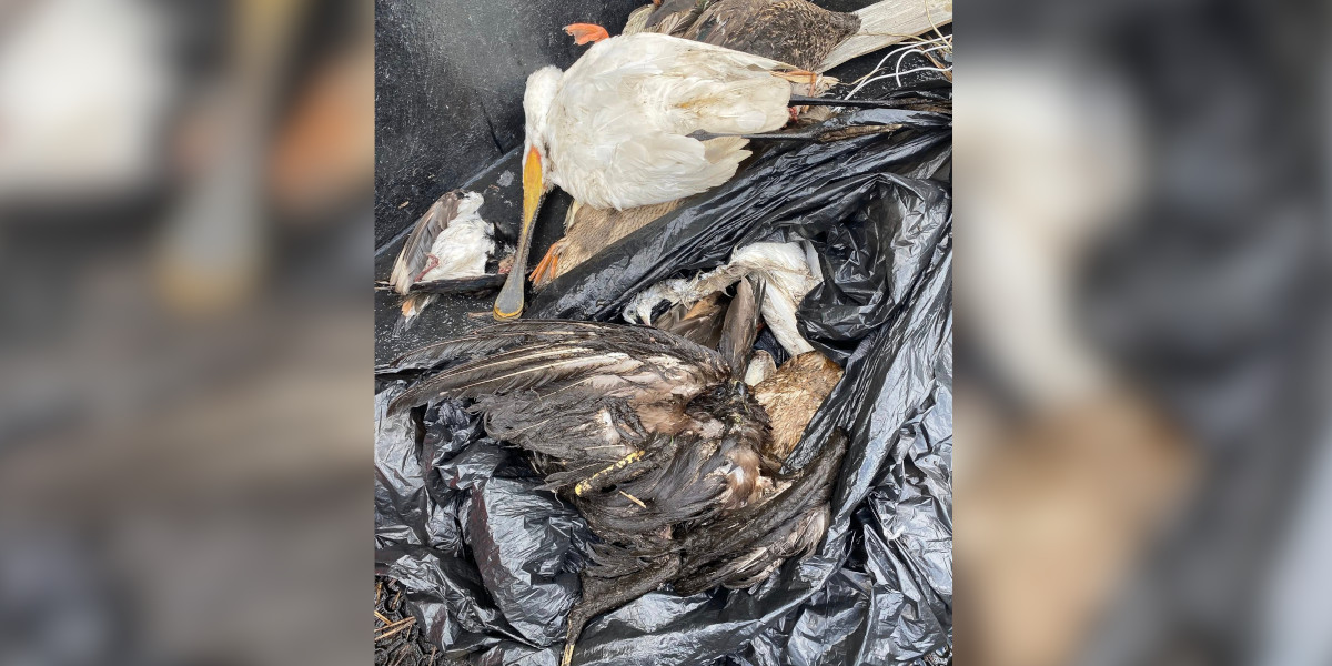 La préfecture de Loire-Atlantique va fournir du matériel aux chasseurs pour ramasser les animaux morts au marais