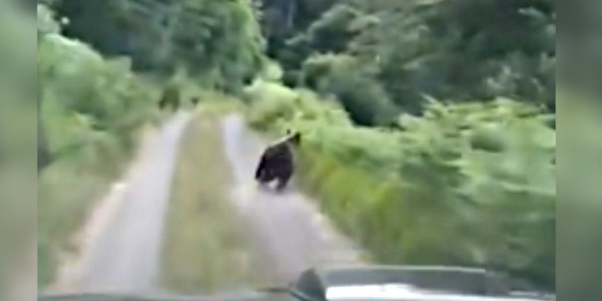 [Vidéo] Un bûcheron filme un ours à quelques mètres de lui dans les Pyrénées