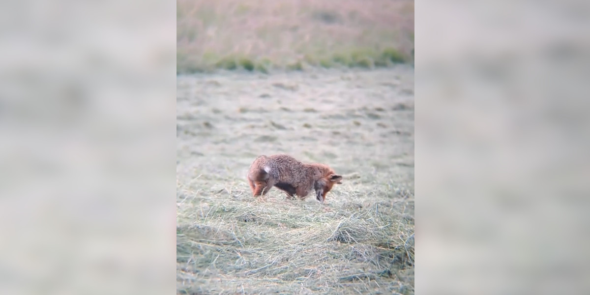 [Vidéo] Un renard surpris en plein mulotage