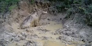sanglier bain de boue