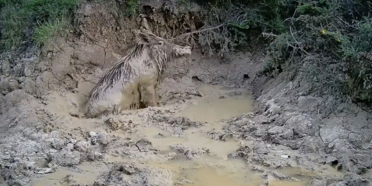 [Vidéo] L’illustration parfaite « d’un cochon heureux dans la boue »