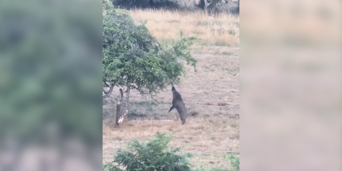 [Vidéo] Un sanglier qui a bien compris le principe de l’arbre fruitier