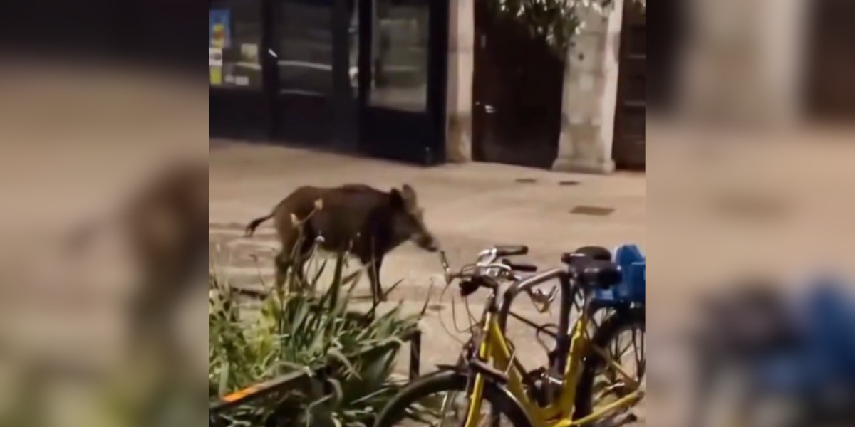[Vidéo] Un sanglier aperçu dans le centre ville de Grenoble