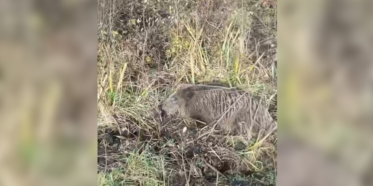 [Vidéo] Un sanglier aperçu en pleine sieste