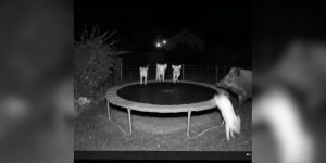 sangliers trampoline
