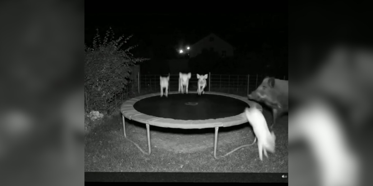 [Vidéo] Les sangliers font-ils vraiment du trampoline?
