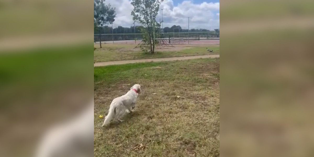 [Vidéo] Pas toujours facile de partir en balade avec un Setter