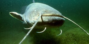 Le no-kill bientôt interdit pour la pêche du silure qui serait classé nuisible?
