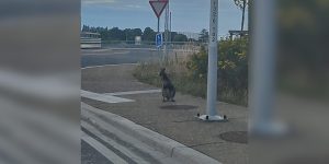 Deux wallabies en balade à la frontière entre la France et la Belgique
